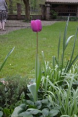 une petite tulipe