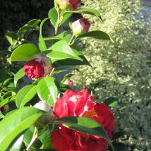Camélia Rouge, une superbe plante d'extérieur !