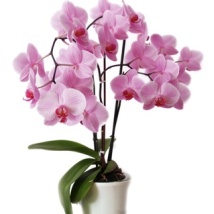 Orchidée, une plante en pot qui plaira à tous les coups !